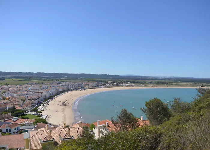 Palm Tree * 圣马蒂纽·杜·波特